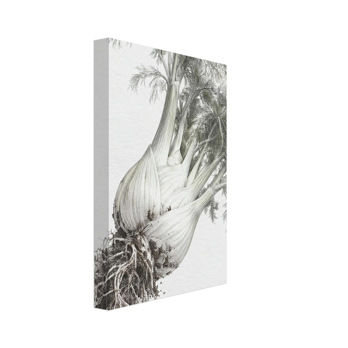 Fennel bulbs with exposed roots and feathery grey-green foliage arranged diagonally against an off-white background.