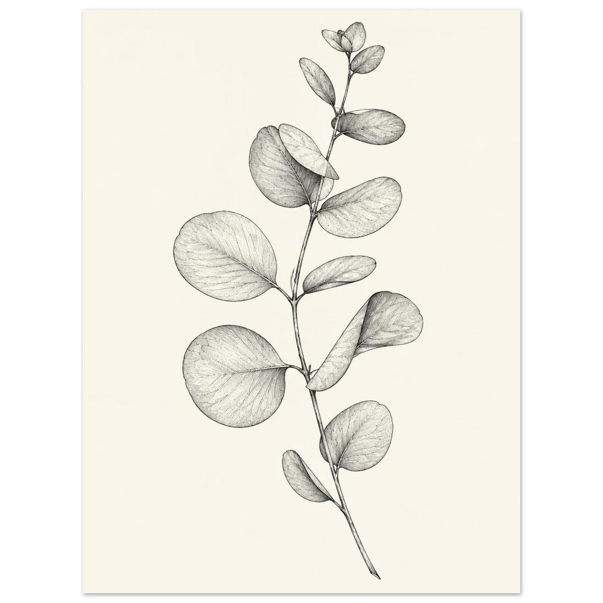 Eucalyptus stem with rounded leaves, fine veins and shaded folds drawn in black and grey on a cream background.