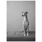 Whippet sitting on a tufted upholstered bench against a plain grey wall, photographed in black and white.
