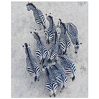 Zebra Herd Aerial Art Print