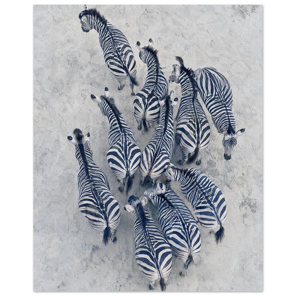 Zebra Herd Aerial Art Print