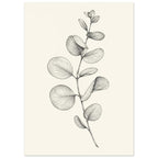Eucalyptus stem with rounded leaves, fine veins and shaded folds drawn in black and grey on a cream background.