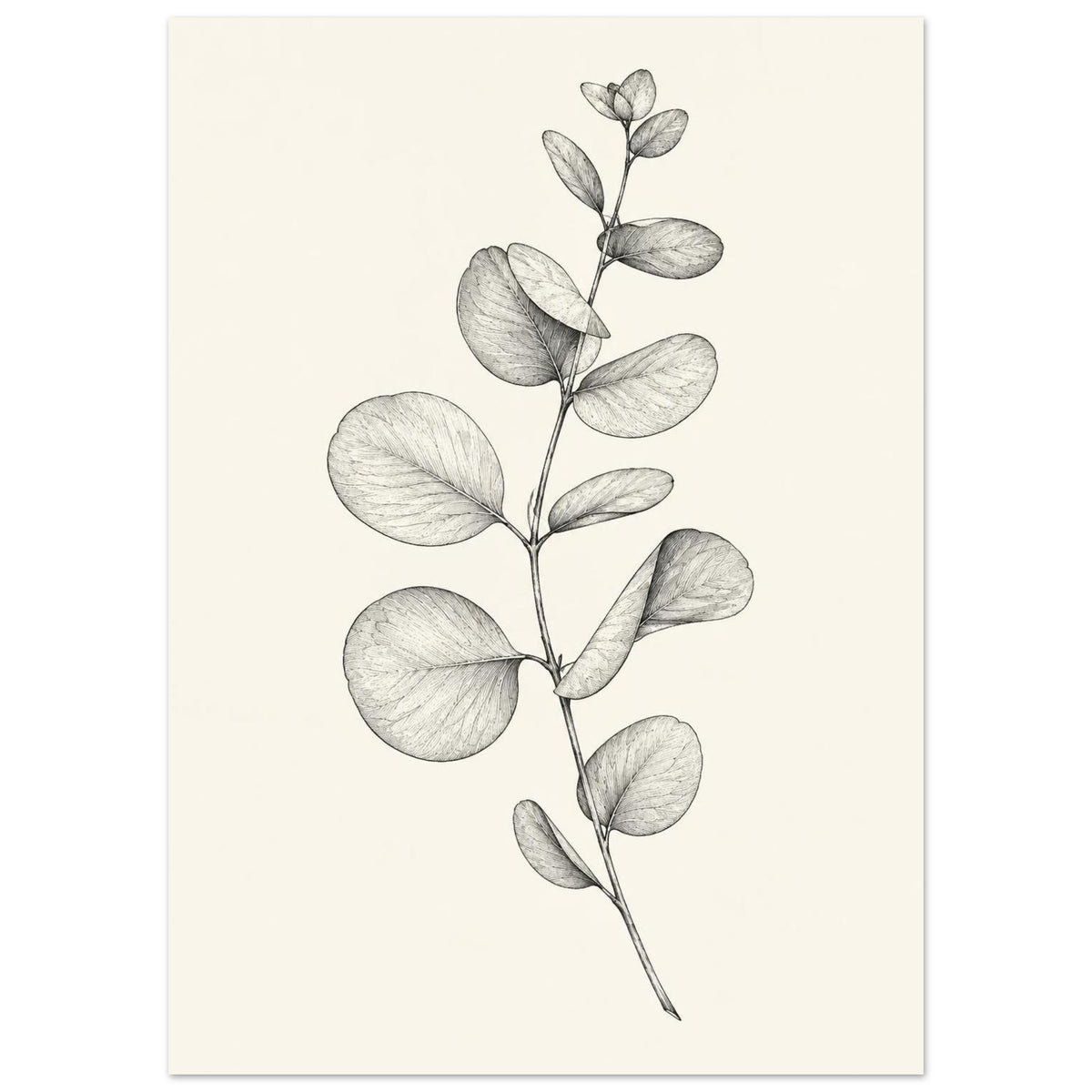 Eucalyptus stem with rounded leaves, fine veins and shaded folds drawn in black and grey on a cream background.
