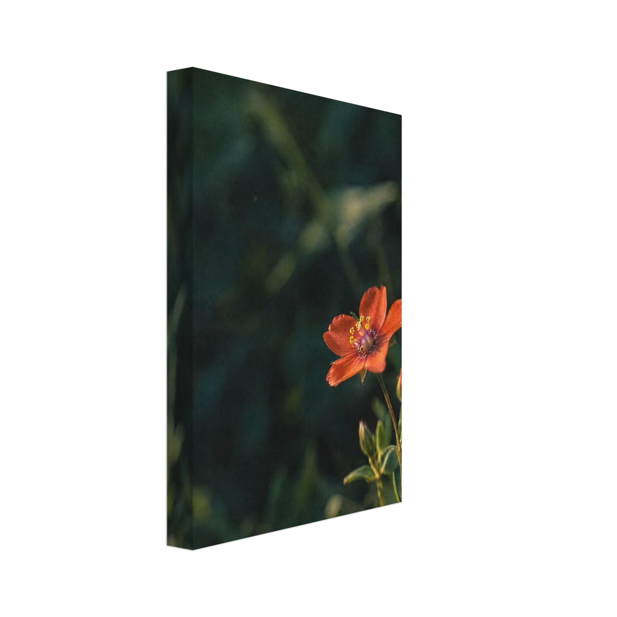 Scarlet Flower Photographic Art Print – Canvas