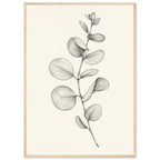 Eucalyptus stem with rounded leaves, fine veins and shaded folds drawn in black and grey on a cream background.