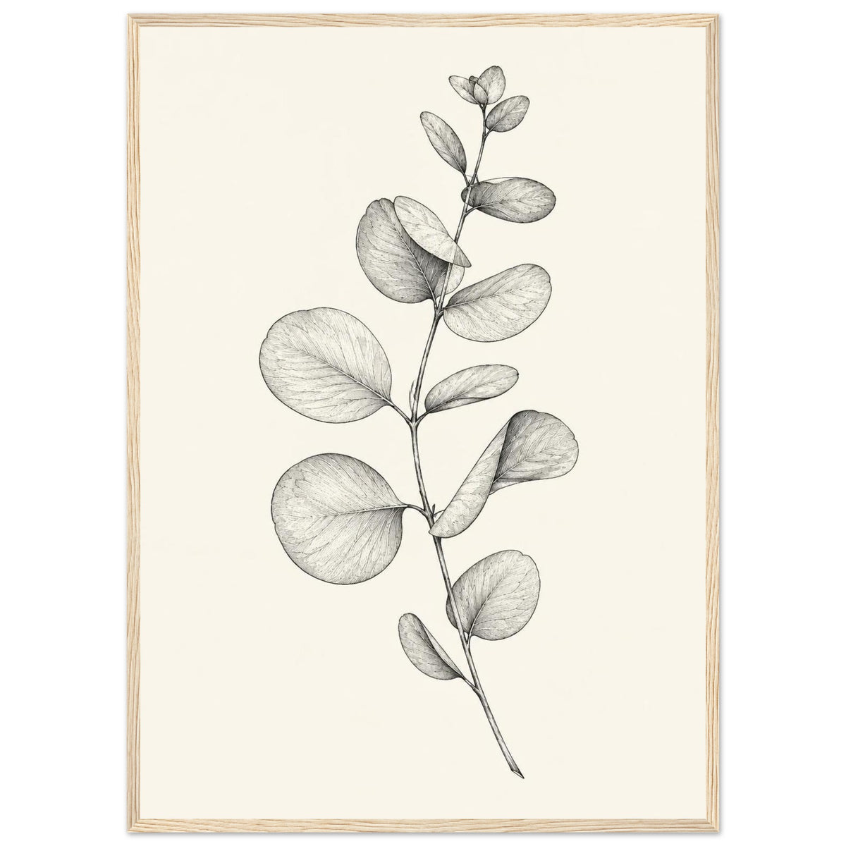Eucalyptus stem with rounded leaves, fine veins and shaded folds drawn in black and grey on a cream background.