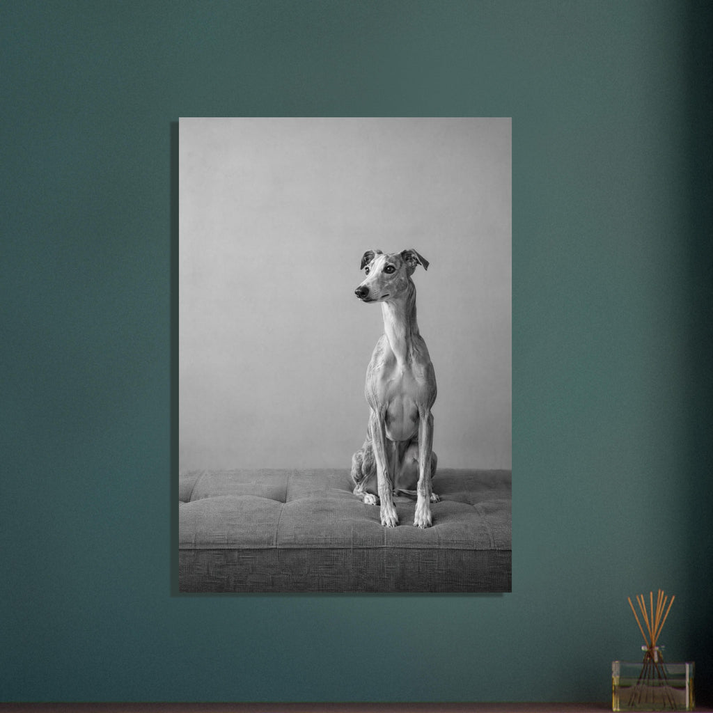 Whippet sitting on a tufted upholstered bench against a plain grey wall, photographed in black and white.
