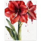 Watercolour painting of a red amaryllis in full bloom with green leaves