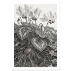 Cyclamen Pencil Drawing Art Print – White Border