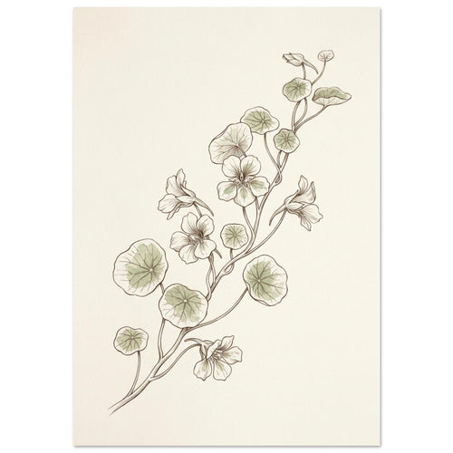 Nasturtium stems with rounded pale green leaves and delicate flowers, drawn in fine brown lines on a cream background.