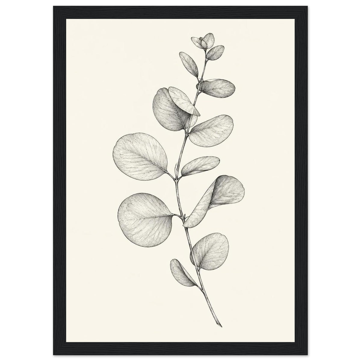 Eucalyptus stem with rounded, overlapping leaves drawn in fine black and grey lines on a plain cream background.