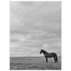 Lone dark horse standing in grass beneath an expansive cloudy sky, photographed in black and white.