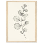 Eucalyptus stem with rounded, overlapping leaves drawn in fine black and grey lines on a plain cream background.