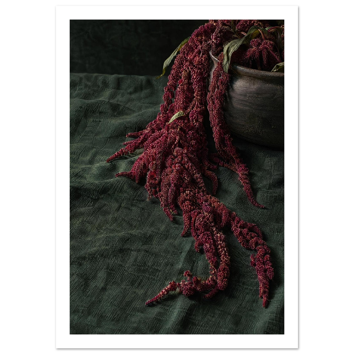 Burgundy Amaranth Still Life Art Print – White Border