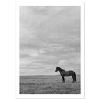 Horse Black And White Art Print – White Border