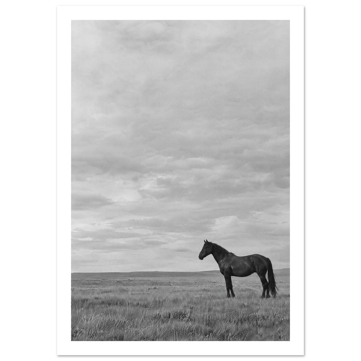 Horse Black And White Art Print – White Border