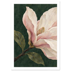 Magnolia blossom with cream and pink petals, olive-green leaves and a brown branch against a dark green painted background.