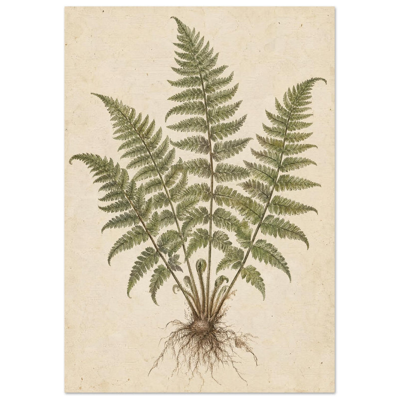 Fern Vintage Botanical Art Print
