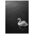 White swan with a curved neck on dark water, its reflection below, in a black and white photograph.