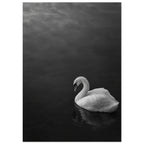 White swan with a curved neck on dark water, its reflection below, in a black and white photograph.