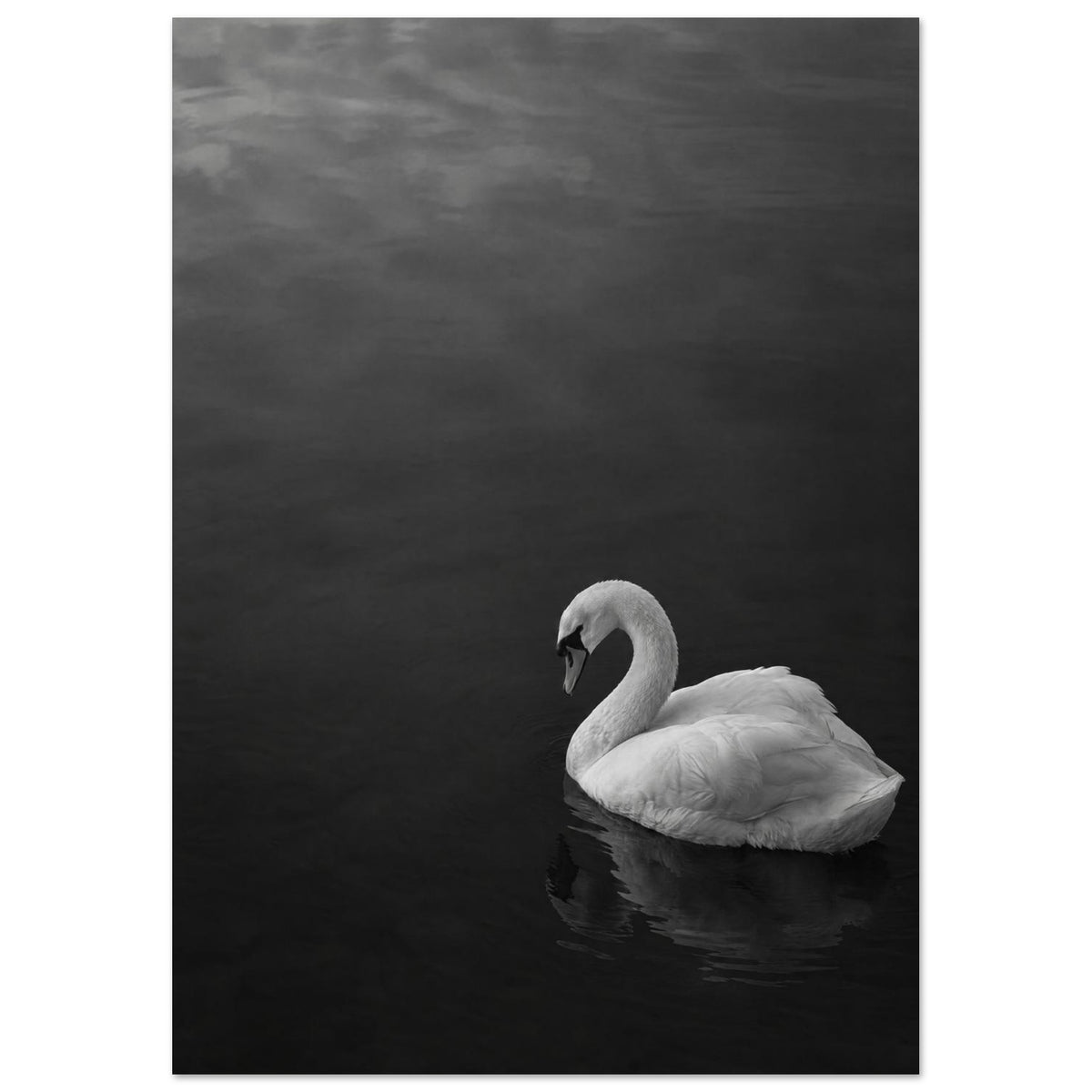 White swan with a curved neck on dark water, its reflection below, in a black and white photograph.