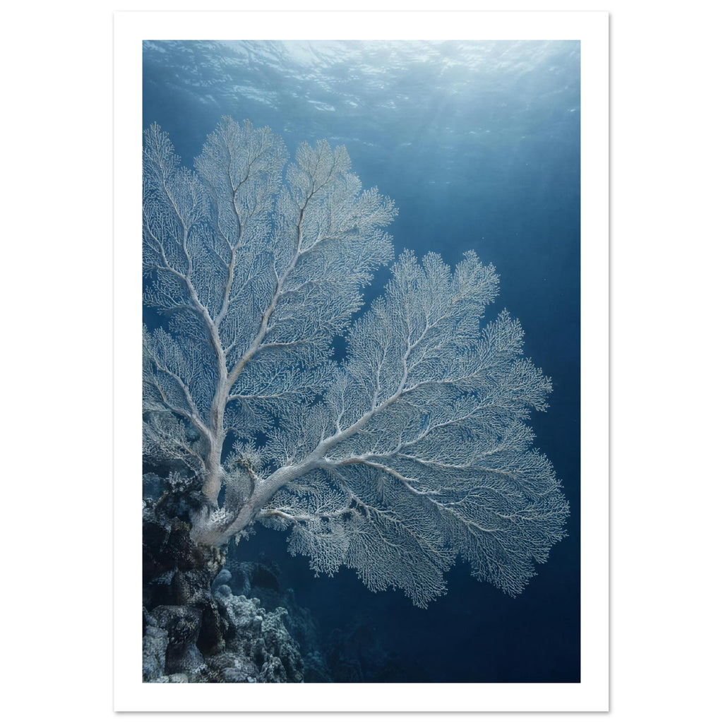 Pale sea fan coral branching across deep blue water above a rocky reef, with sunlight filtering through the surface.