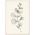 Eucalyptus stem with rounded, overlapping leaves drawn in fine black and grey lines on a plain cream background.