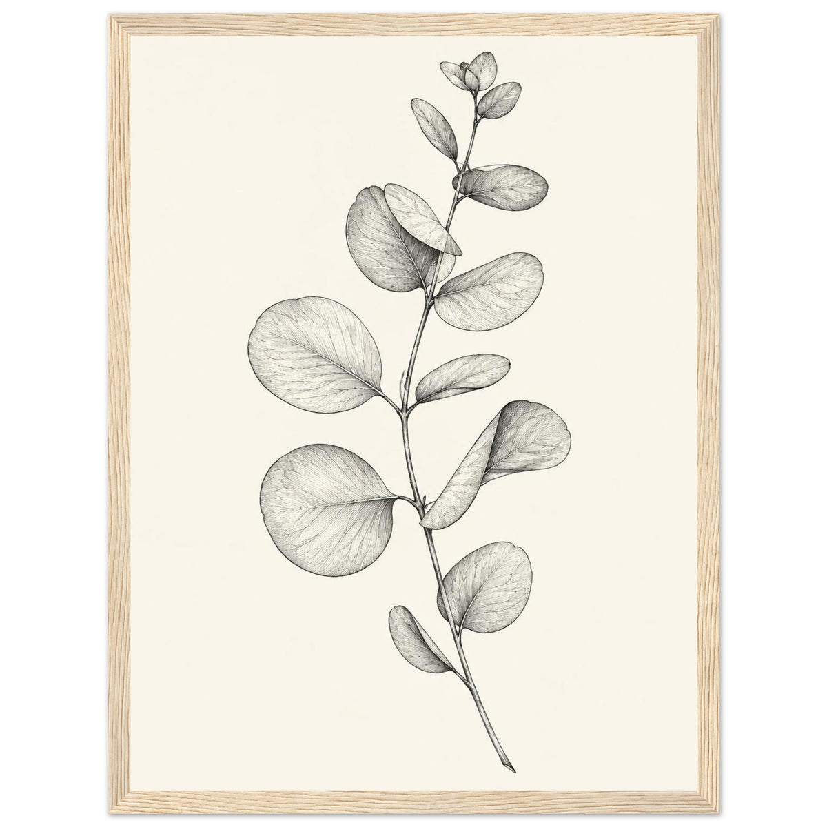 Eucalyptus stem with rounded leaves, fine veins and shaded folds drawn in black and grey on a cream background.