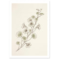 Nasturtium stems with rounded pale green leaves and delicate flowers, drawn in fine brown lines on a cream background.