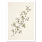 Nasturtium stems with rounded pale green leaves and delicate flowers, drawn in fine brown lines on a cream background.