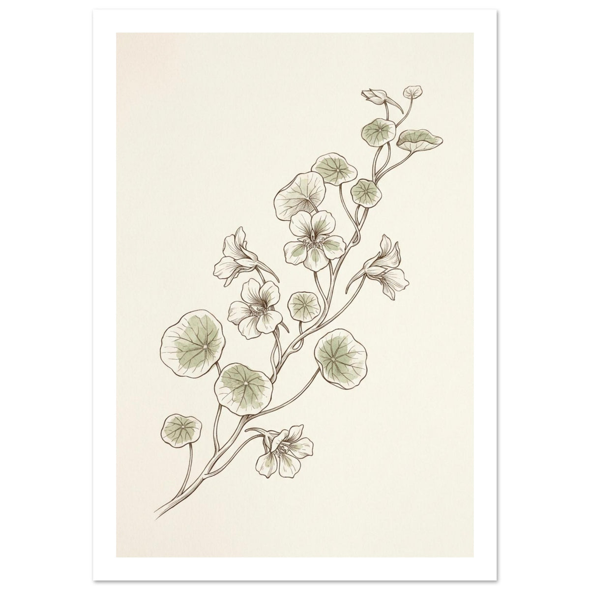 Nasturtium stems with rounded pale green leaves and delicate flowers, drawn in fine brown lines on a cream background.