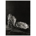 Oyster Light, two open oyster shells on dark slate with pale interiors and sharply lit ridges beneath a broad area of shadow.