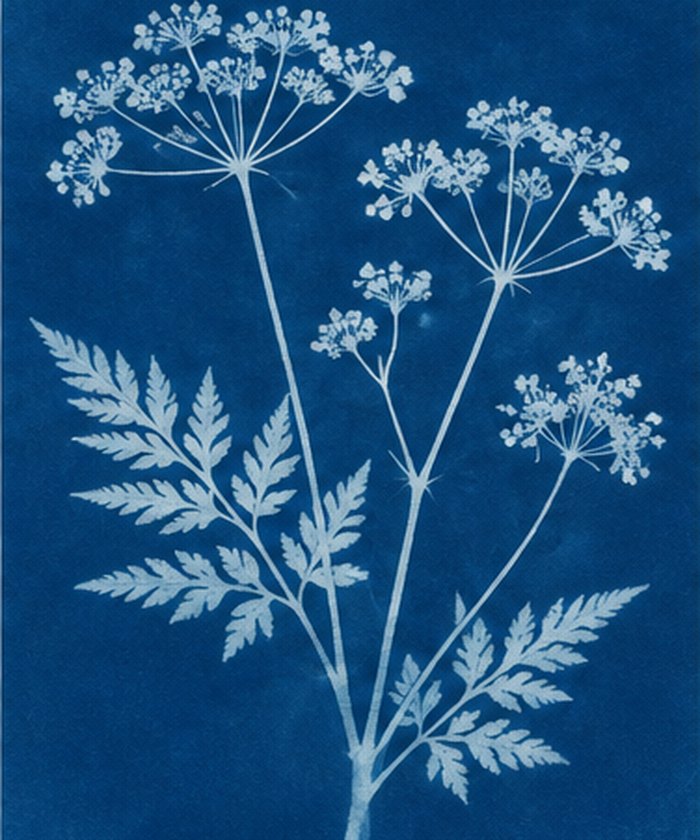 Cyanotype art style